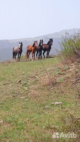Продажа лошадь жеребец