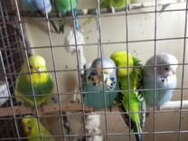 Птенцы волнистых попугаев и чехи