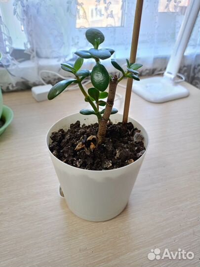 Комнатные цветы