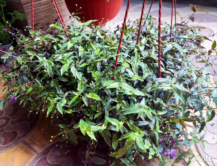 Традесканция 