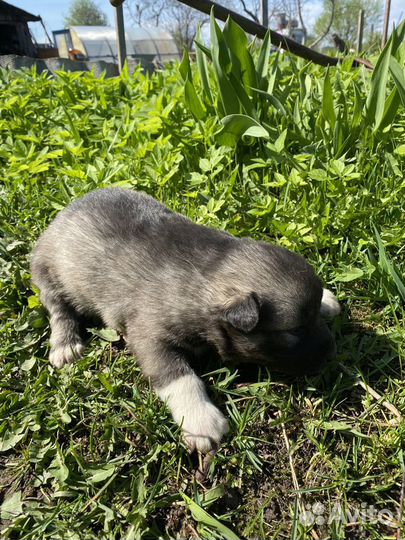 Щенки в добрые руки