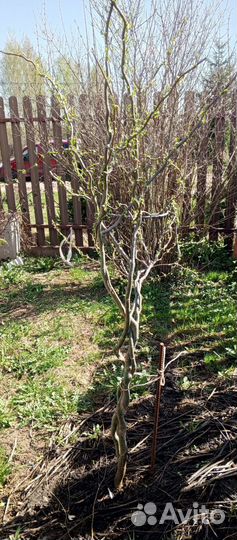 Ива извилистая Мацудана