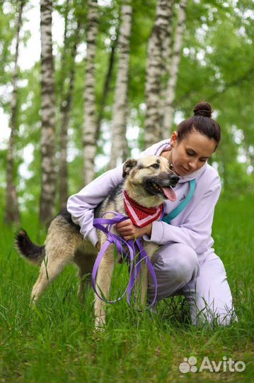 Умная собака Валя мечтает о доме