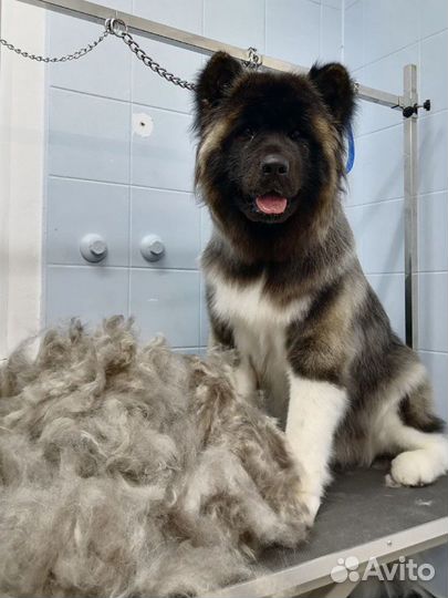 Груминг кошек и собак, Саратов Волжский р-н