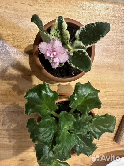 Фиалка обмен