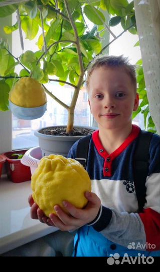 Лимон взрослое дерево с плодами