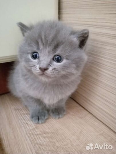Британские котята