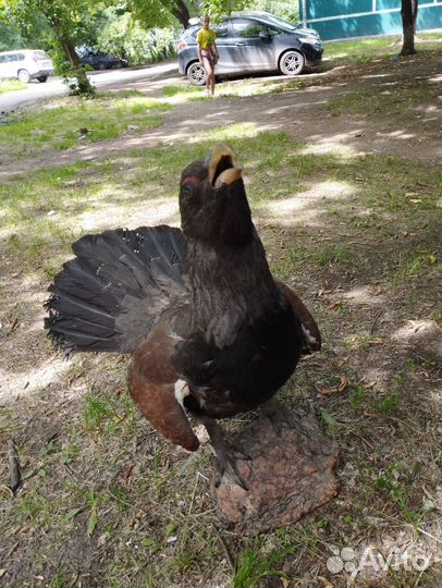 Чучело глухаря