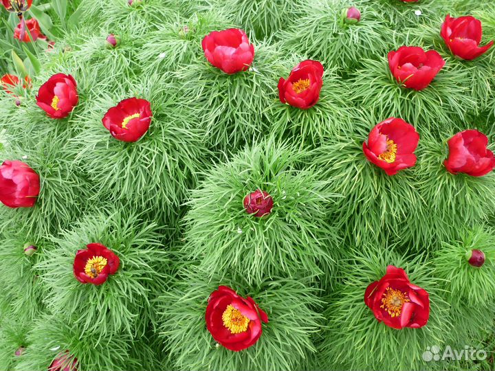 Пион узколистный