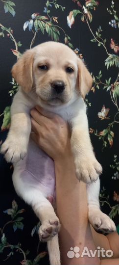 Лабрадор щенок