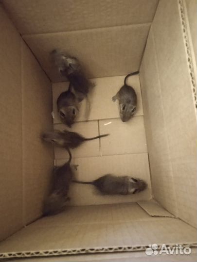 Чилийские белки дегу