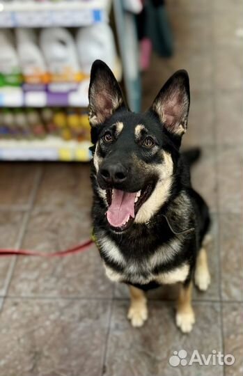 Перчик собака в приюте