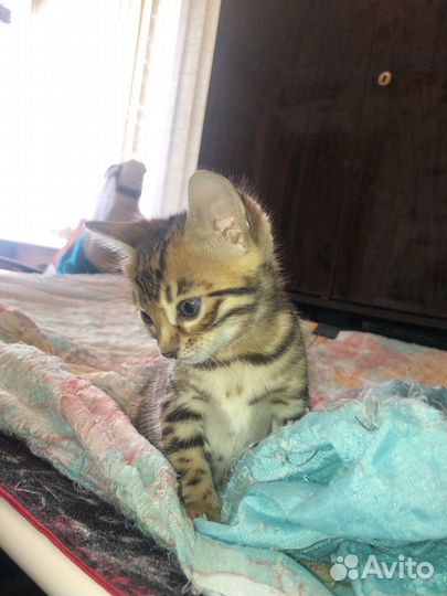 Бенгалята-девочки для души и разведения