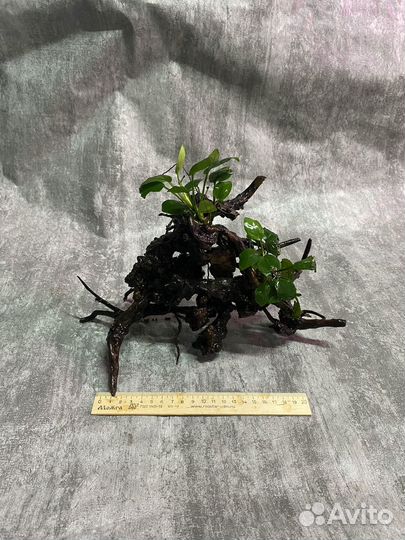 Коряги для аквариума