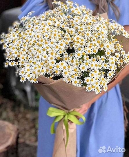 Цветы ромашки