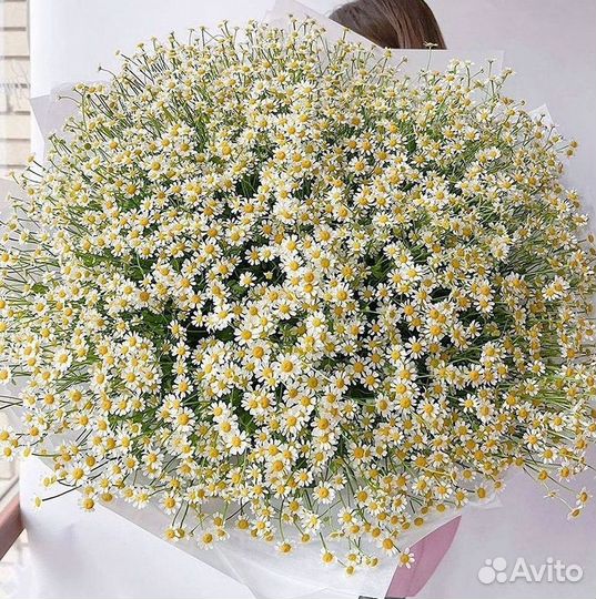 Цветы ромашки