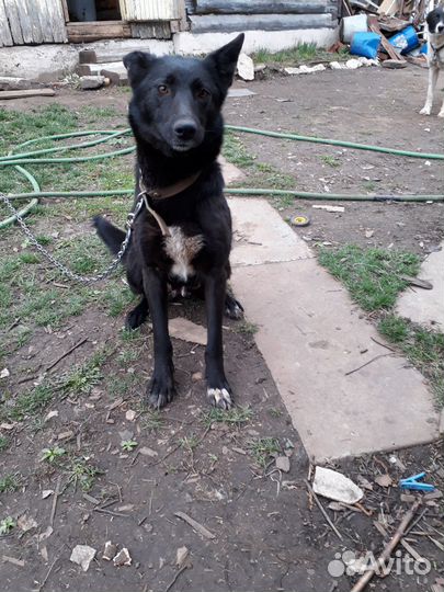 Щенки помесь лайки