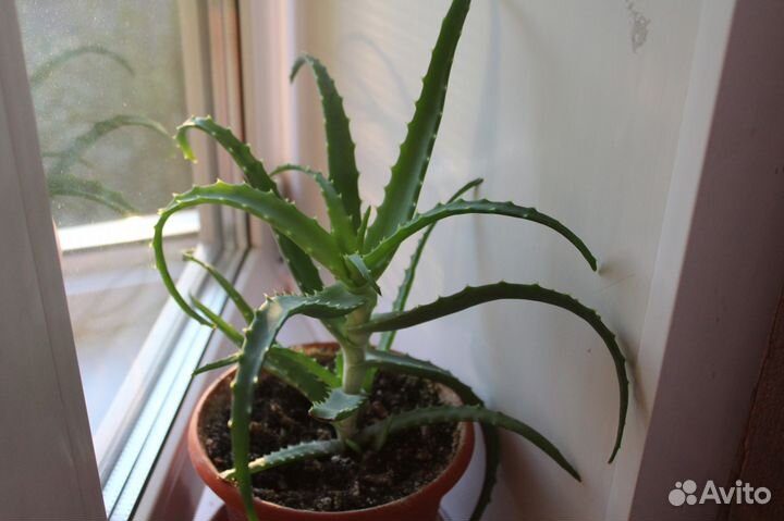 Алоэ подрощенное