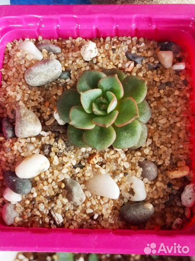 Эхеверия. Суккулент