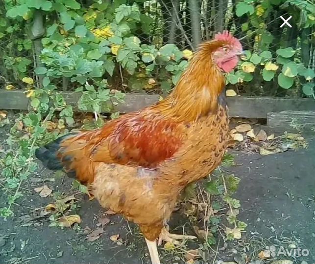 Молодые петушки