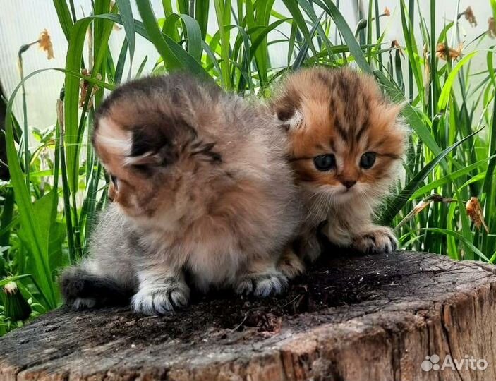 Вислоухие и прямоухие шотландские котята