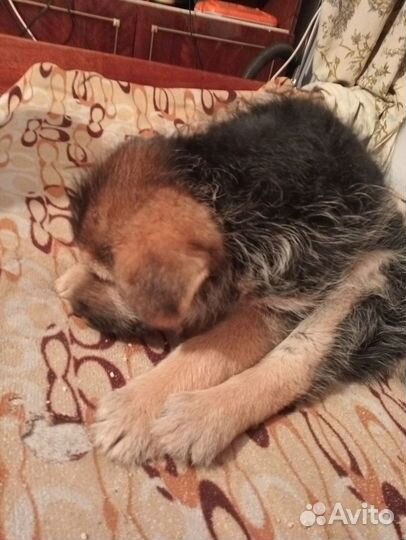 Щенок в ответственным и заботливым хозяевам