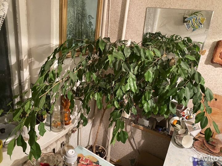 Фикус бенджамина