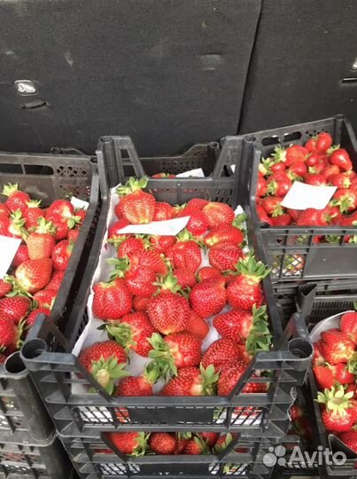 Клубника с Голоустненского тракта (не Байкальск)