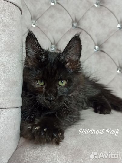 Котенок мейн кун