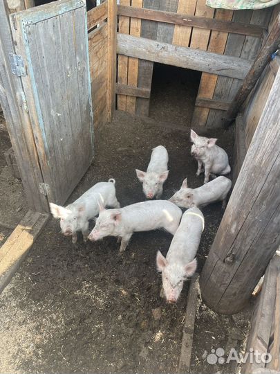 Поросята племянные, породистые