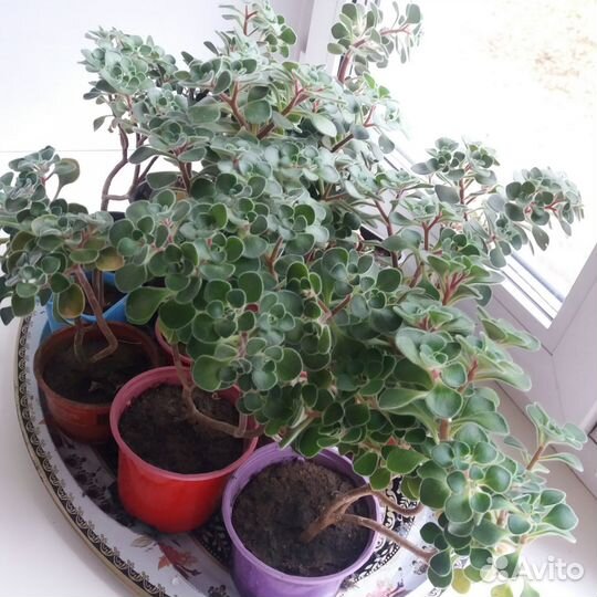 Аихризон- дерево любви