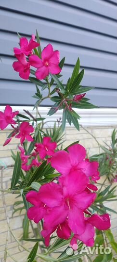 Олеандр малиновый