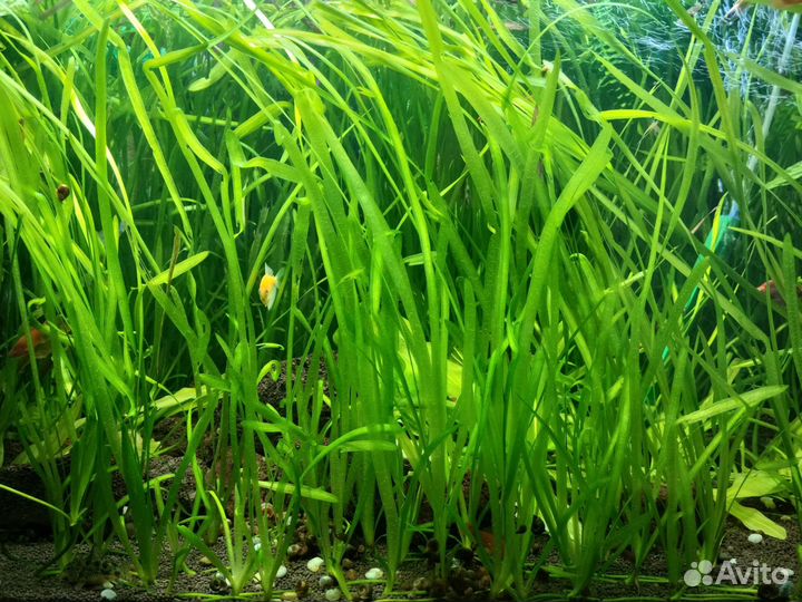 Валиснерия