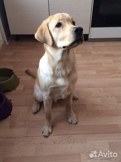 Домашняя передержка животных / собак и кошек