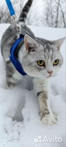 Белоснежный котик в добрые руки объявление продам