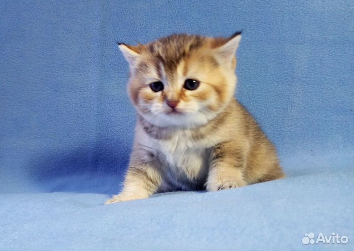 Британские котята Золотая шиншилла