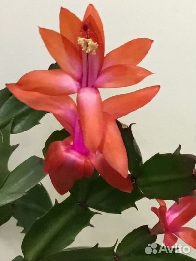 Цветок декабрист