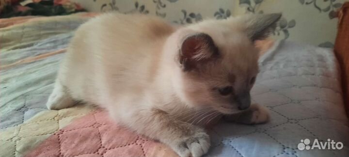 Тайская кошечка