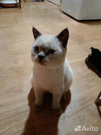 Шотландский кот блю поинт