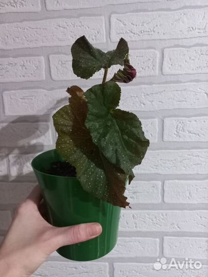 Продам цветы