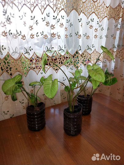 Сингониум пикси