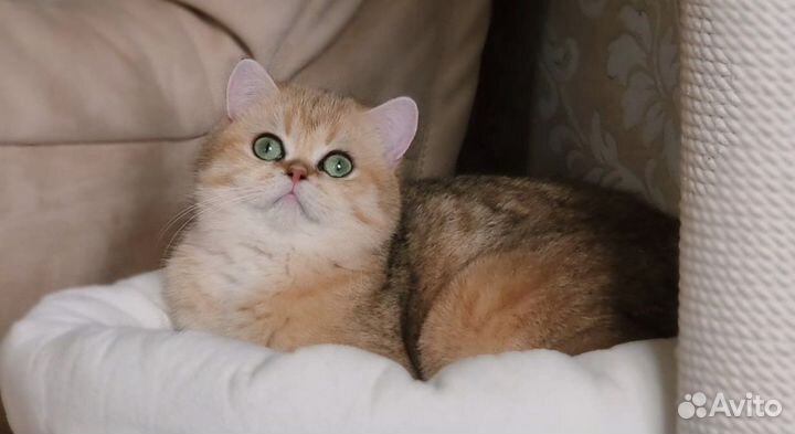 Британская кошка