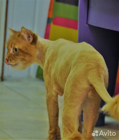 Стрижка кошек