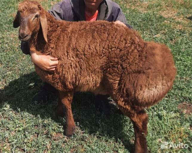 Бараны, овцы, ягнята