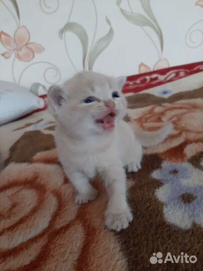 Британская