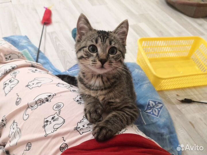 Котенок ищет дом