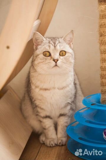 Кошке нужен дом
