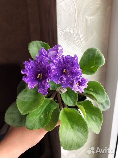 Цветущая фиалка нд Огни Заполярья