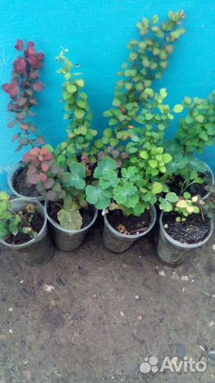 Саженцы барбариса