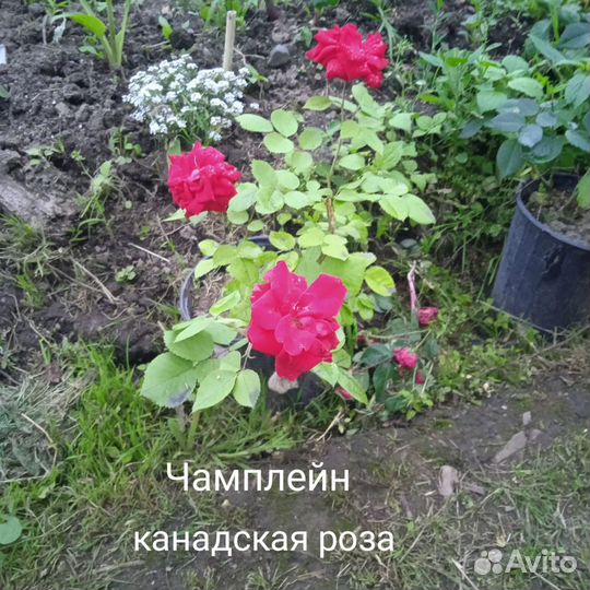 Саженцы плодовые и декоративные